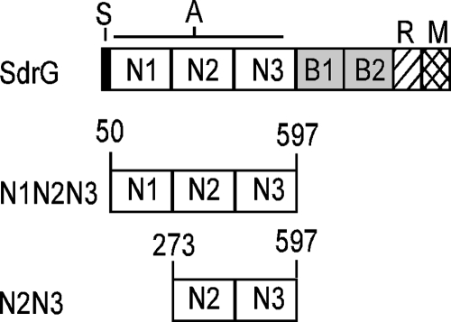 FIG. 1.