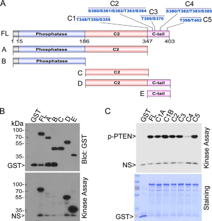 FIGURE 4.