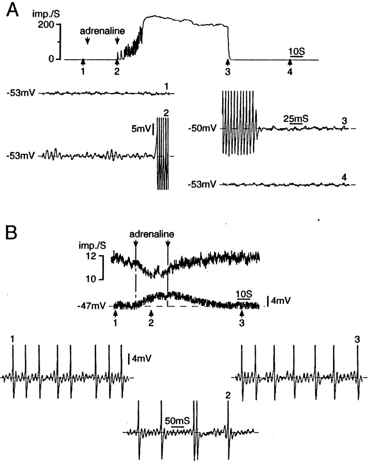 Fig. 12.