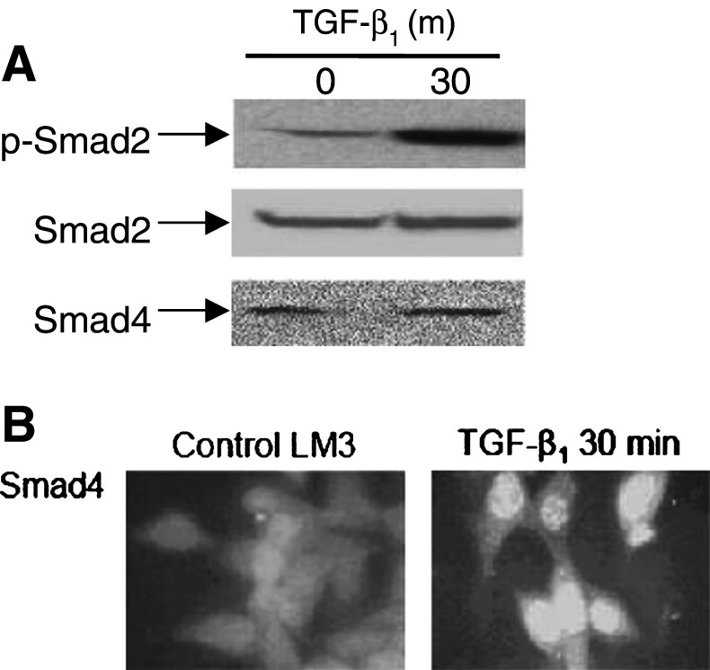 Fig. 6