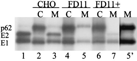 FIG. 1.