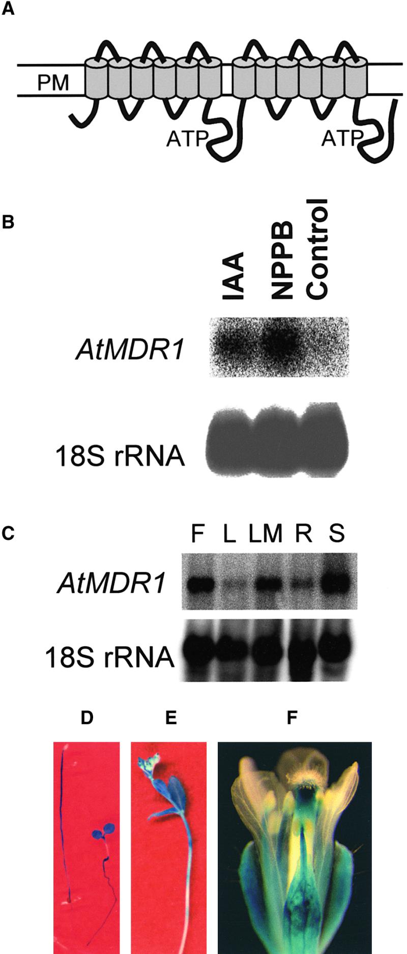 Figure 1.