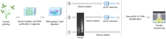 Figure 5.