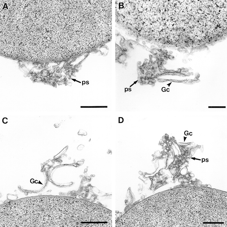 graphic file with name JCB9907098.f3ad.jpg
