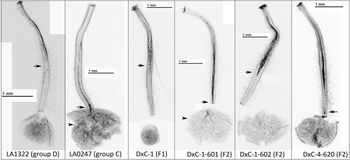 FIGURE 3