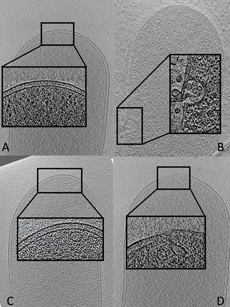 Figure 2: