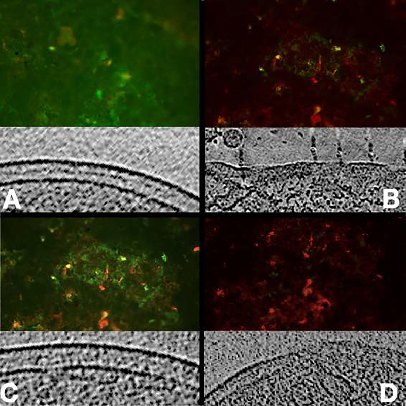 Figure 4: