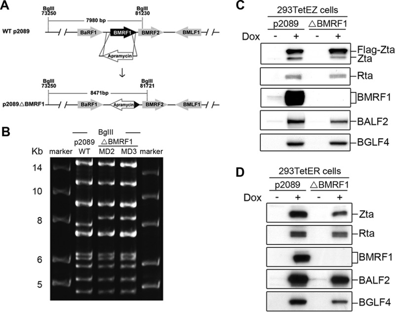 FIG 1