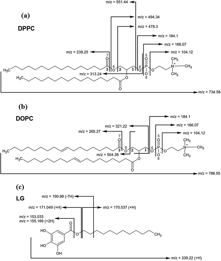 Fig. 10