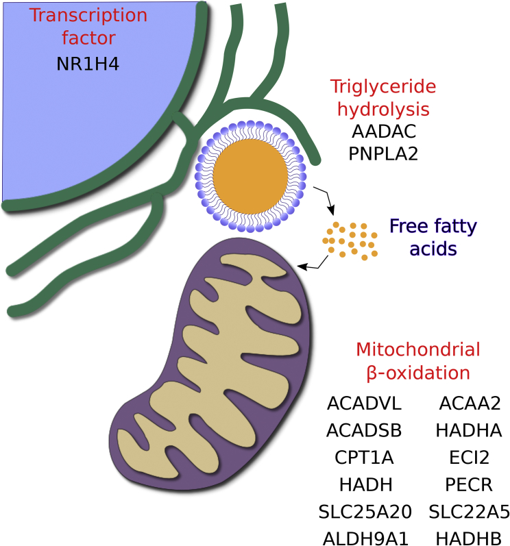 Figure 5