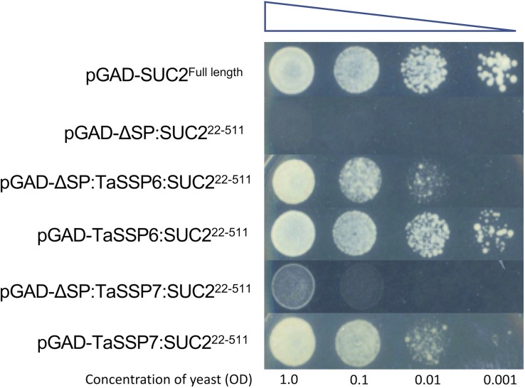 FIGURE 3