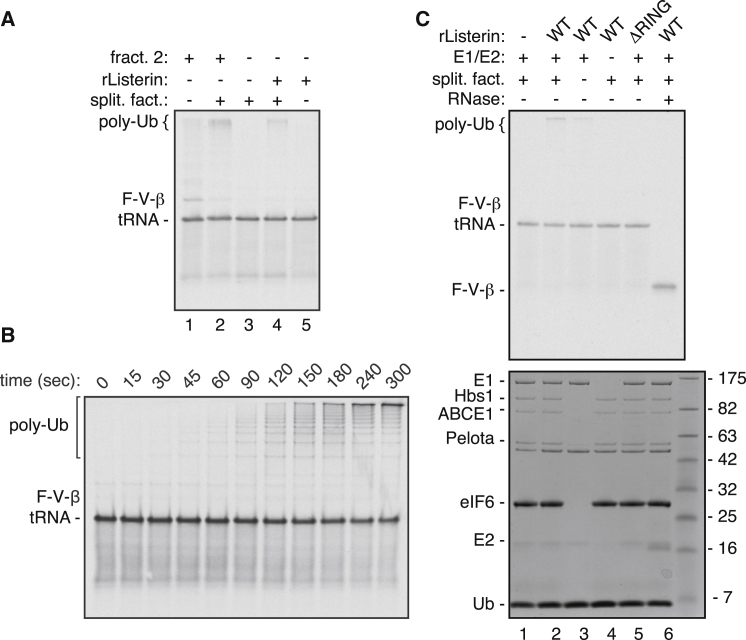 Figure 5