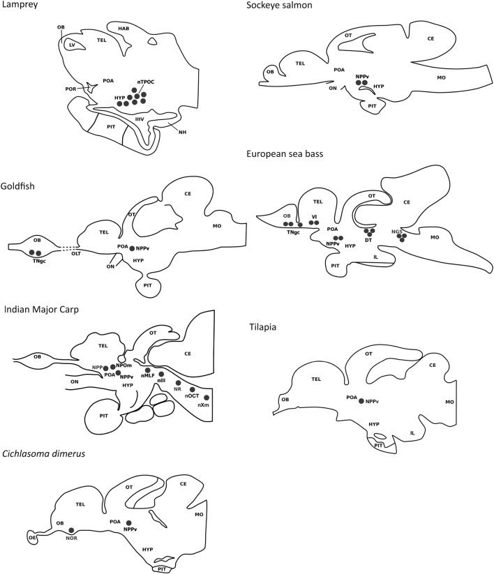 A Journey through the Gonadotropin-Inhibitory Hormone System of Fish - PMC