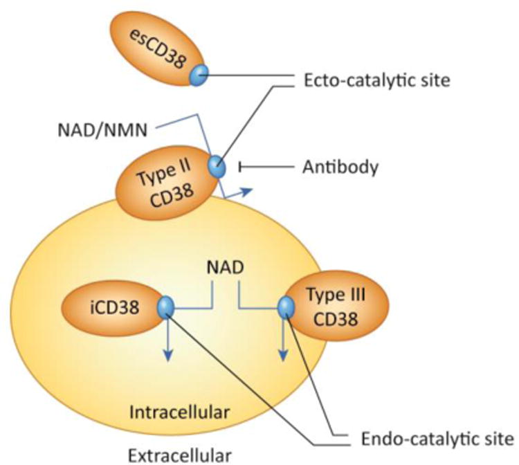 The Pharmacology of CD38/NADase: An emerging target for cancer and ...