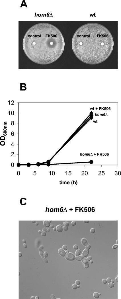 FIG. 7.