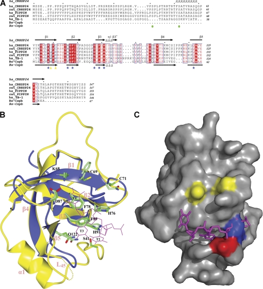 FIGURE 1.