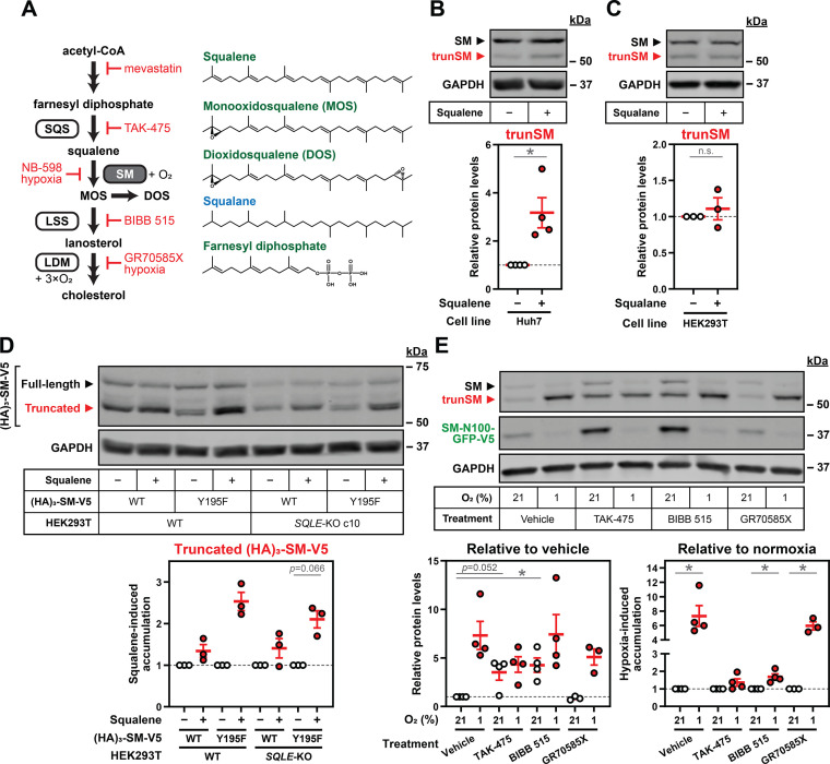 Figure 4—figure supplement 2.