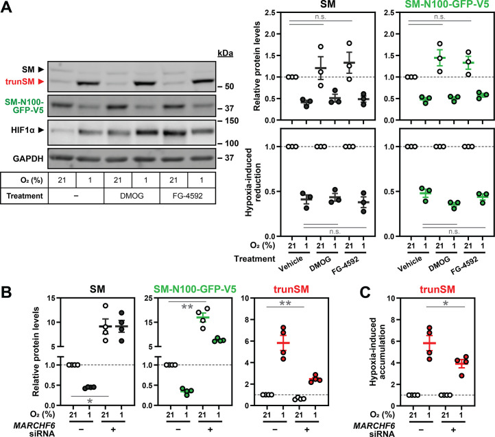 Figure 3—figure supplement 1.