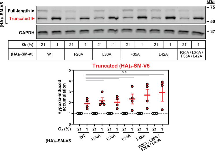 Figure 4—figure supplement 4.