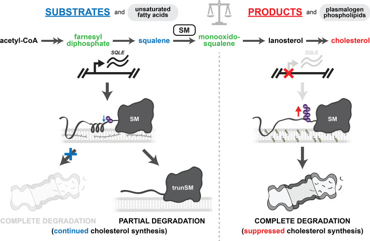 Figure 6—figure supplement 1.