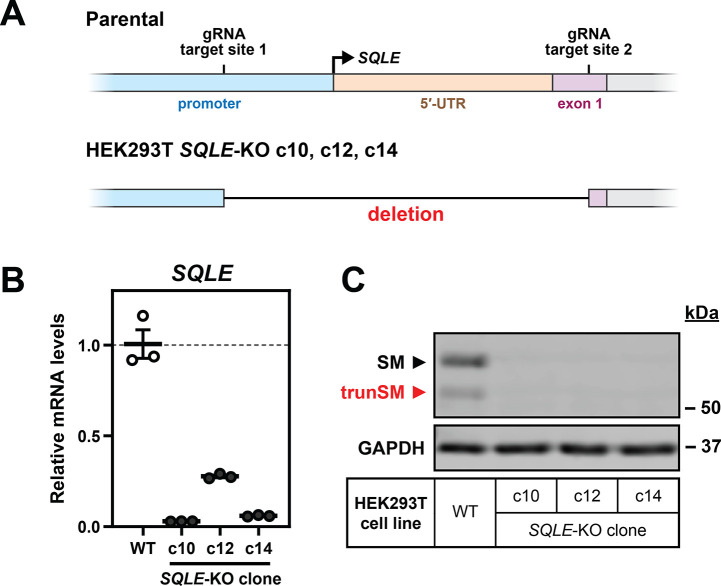 Figure 4—figure supplement 3.