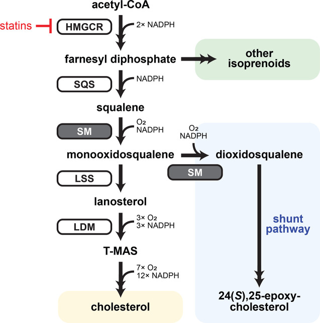 Figure 1—figure supplement 1.