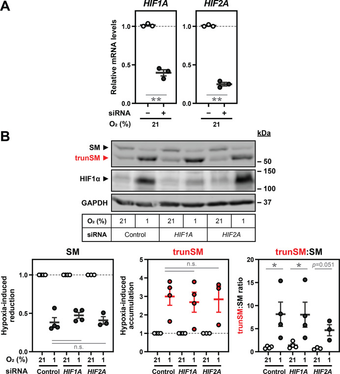 Figure 1—figure supplement 3.