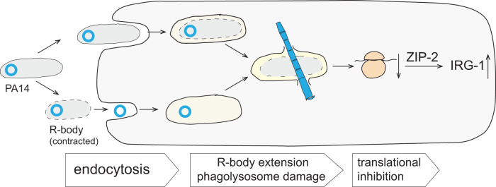 Fig. 8