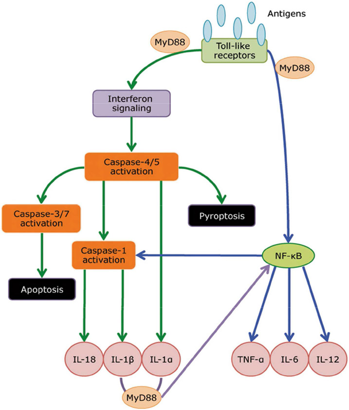 Figure 2 -