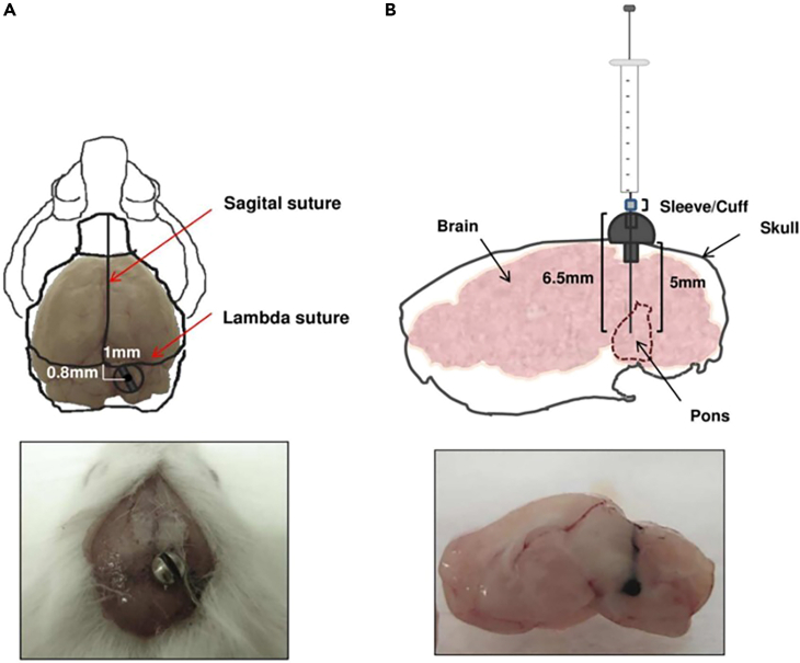 Figure 1