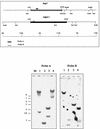 FIG. 1