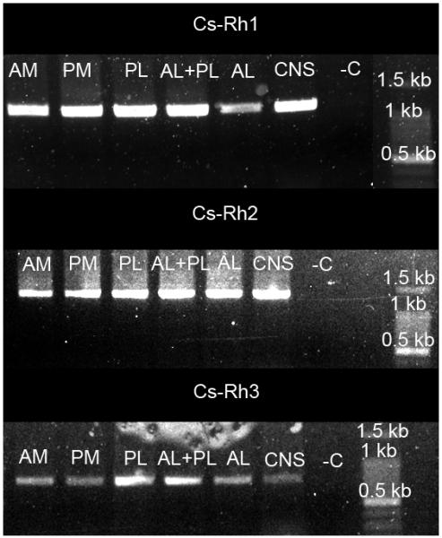 Fig. 3