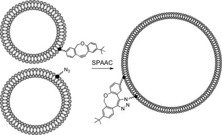 graphic file with name nihms933770u1.jpg