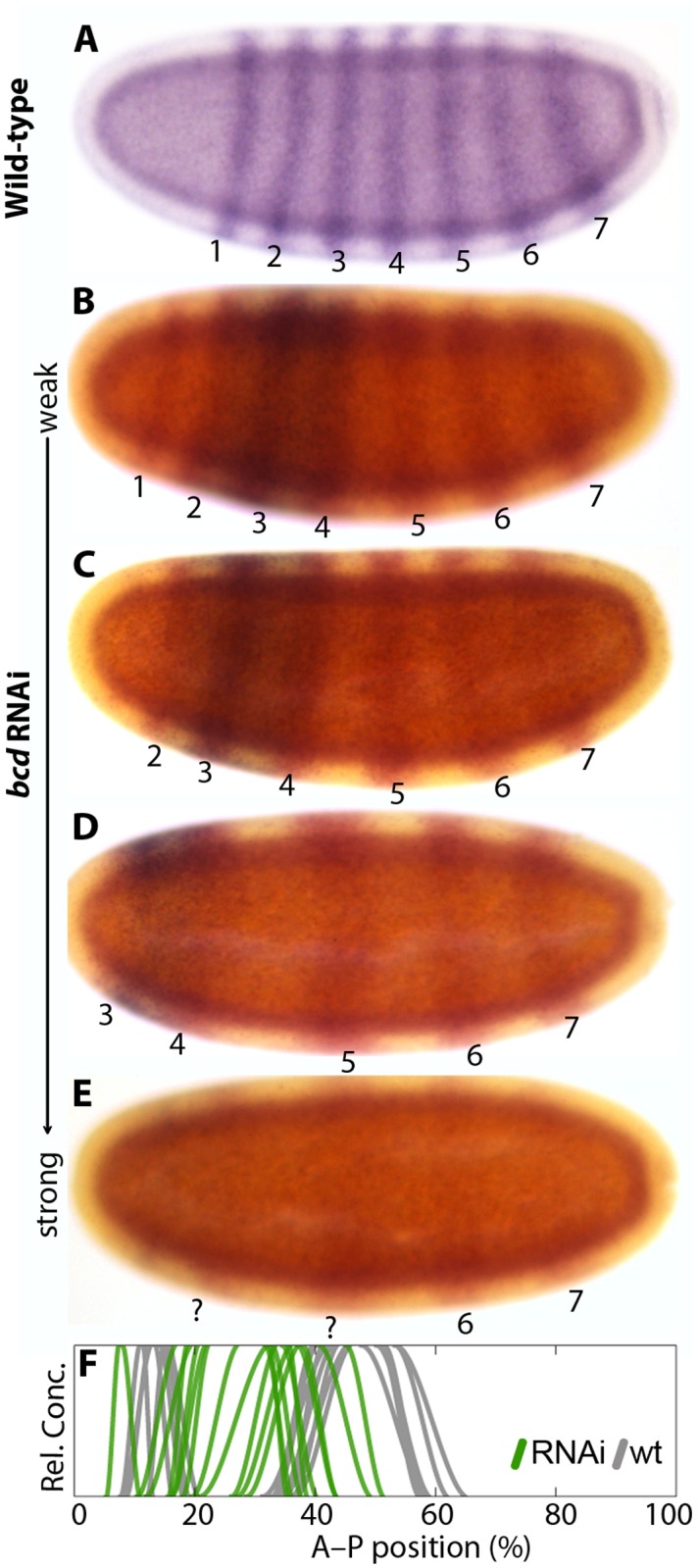 Fig 5