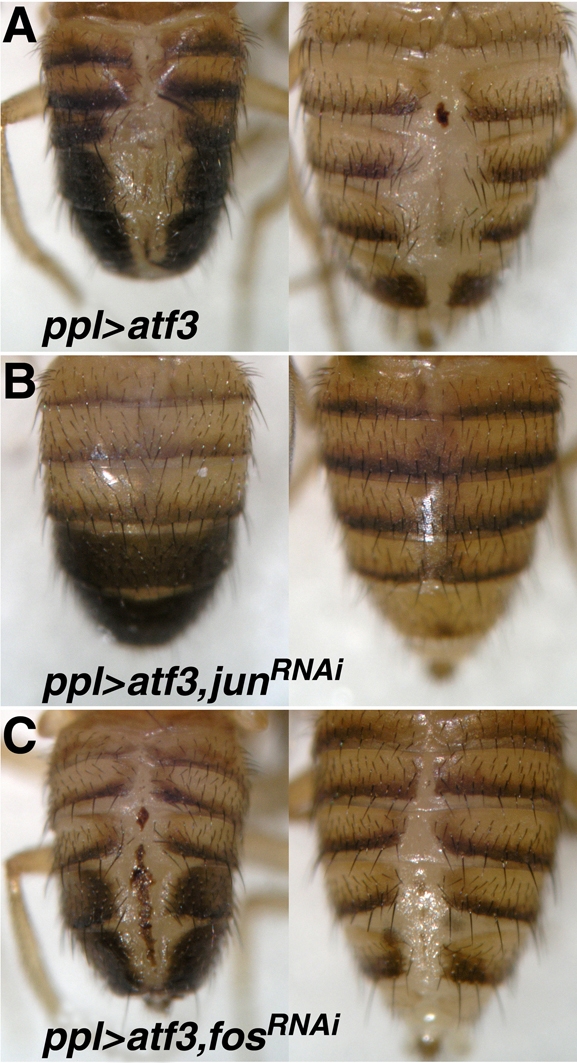 Fig. 10.