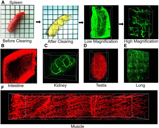 Figure 10