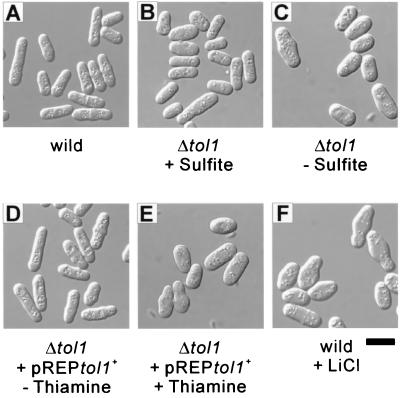 FIG. 8