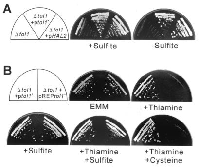 FIG. 6