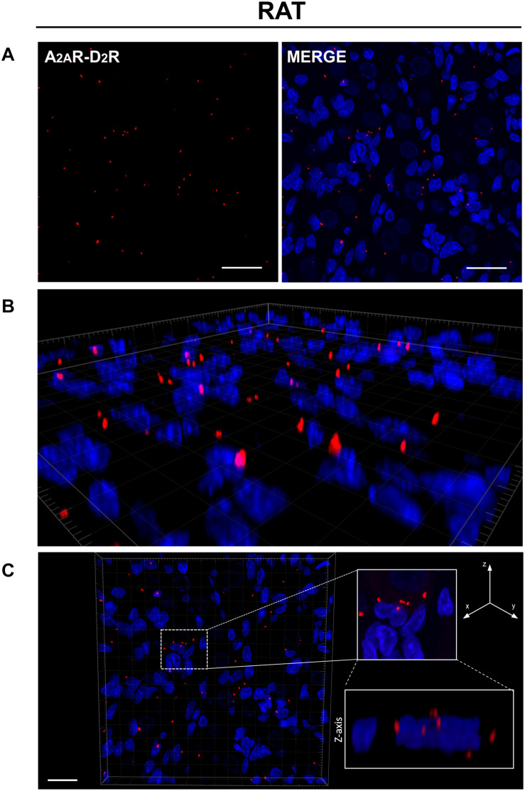 FIGURE 2