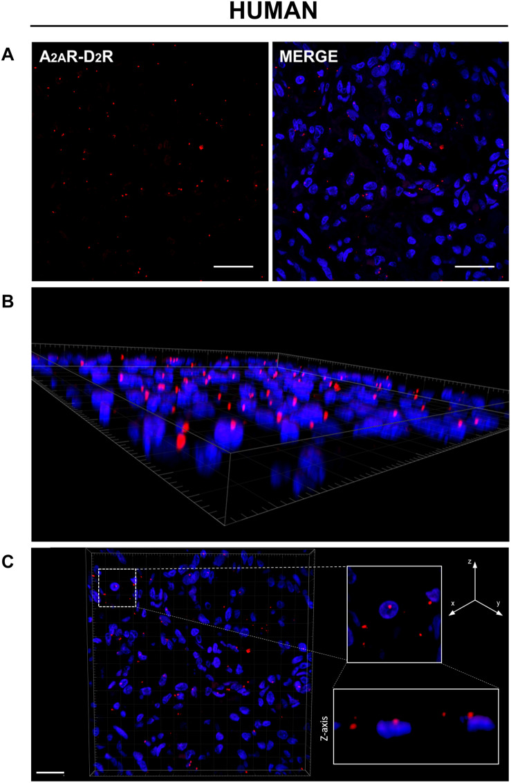 FIGURE 3