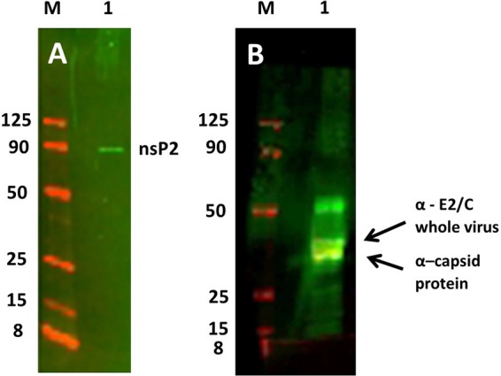 FIG 5