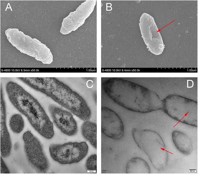 FIGURE 4