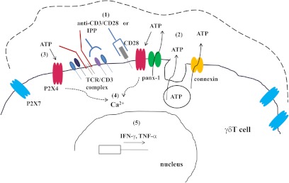 Figure 6.