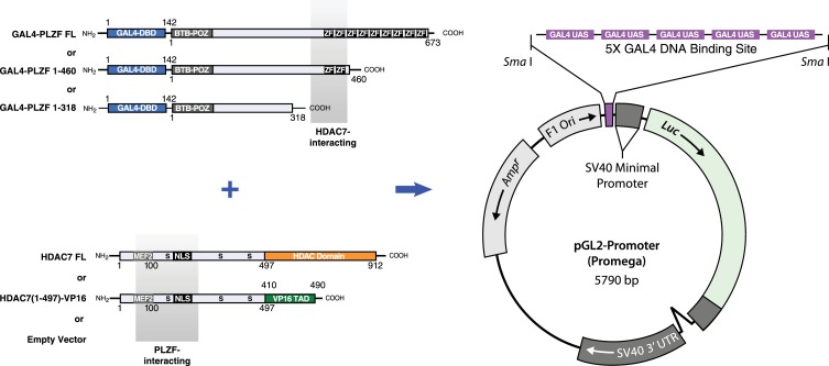 Figure 7—figure supplement 1.