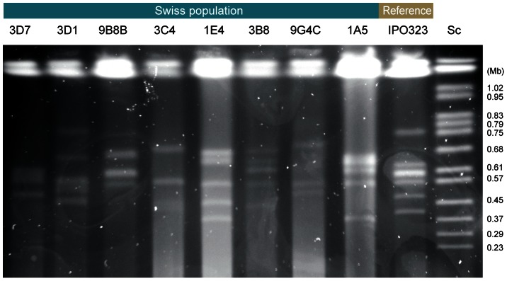 Figure 2