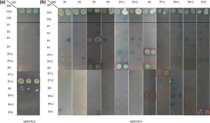 Fig 6