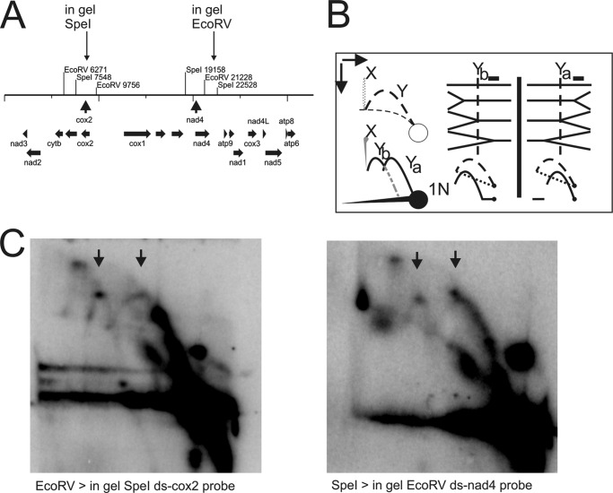 FIGURE 3.