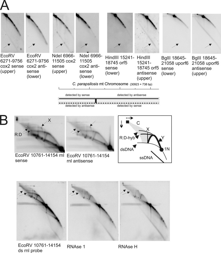 FIGURE 4.