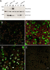 FIG 4