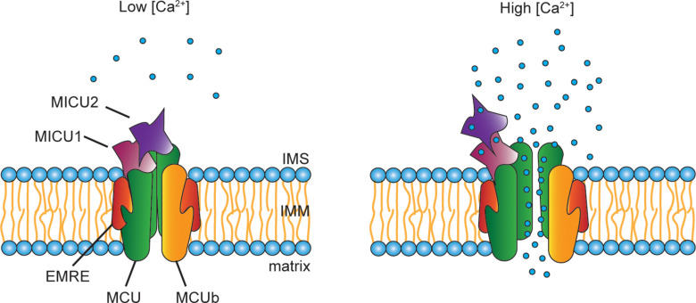 FIGURE 2